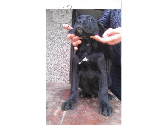 CANE CORSO